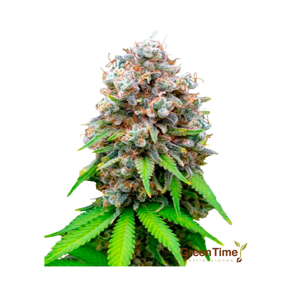 Gorilla Banana 100% Feminizada