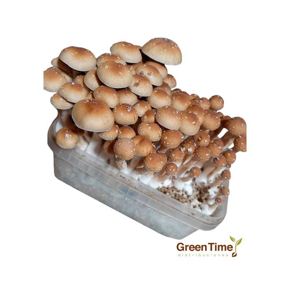 Pan de Setas Red Boy