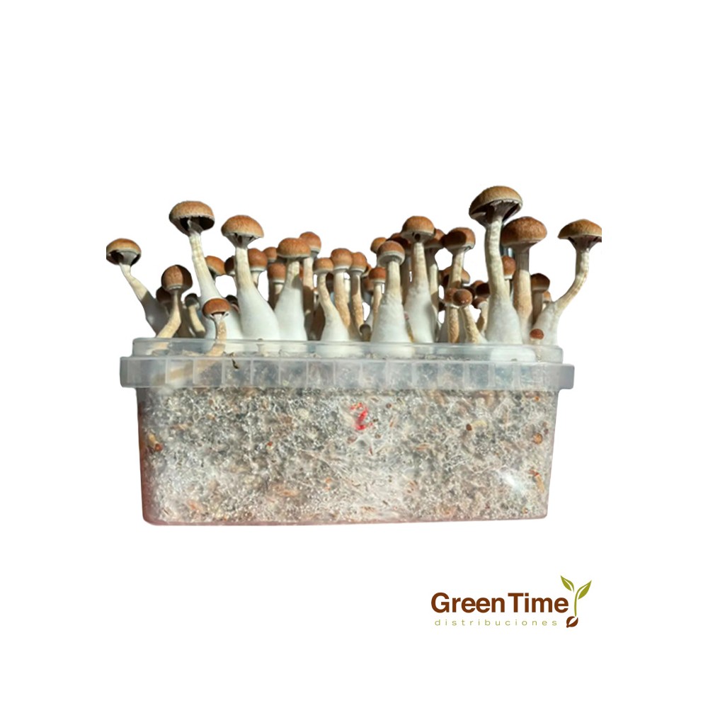 Pan de Setas McKennaii