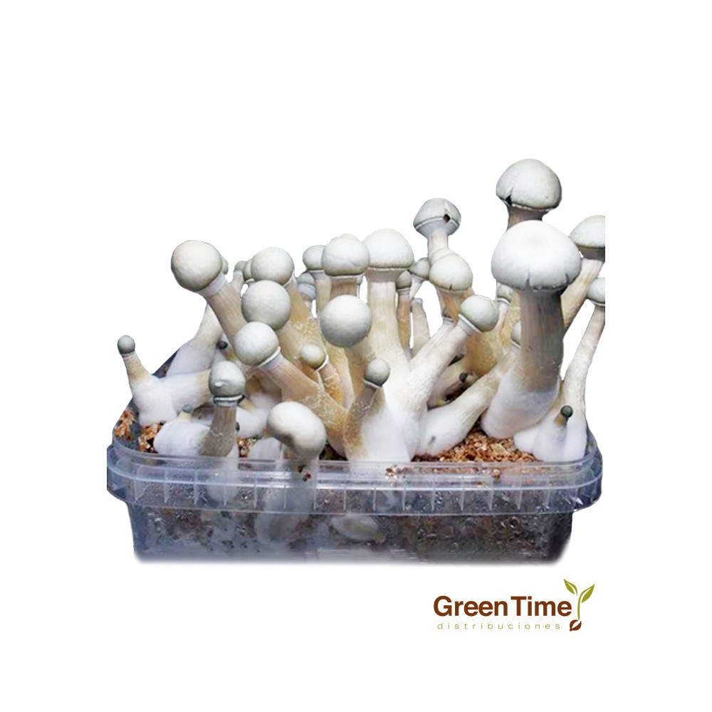 Pan de Setas Moby Dick