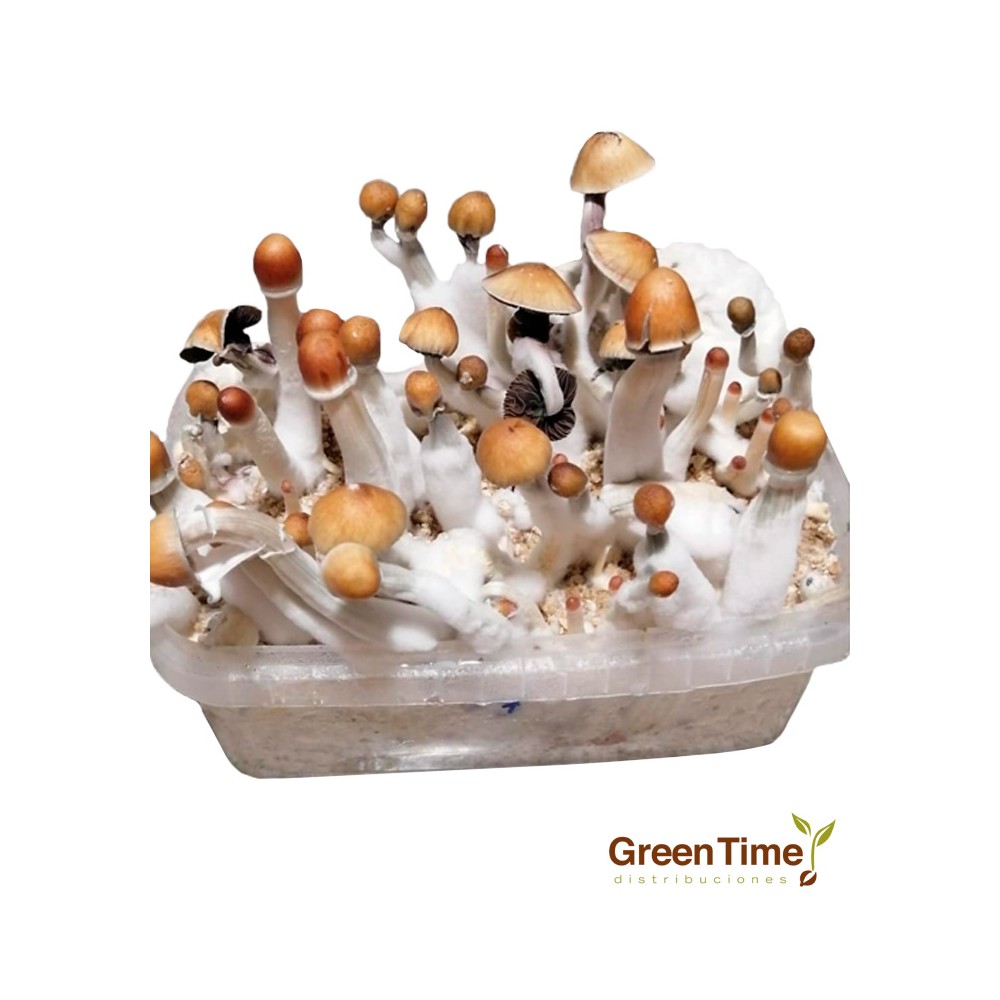 Pan de Setas Mexicana