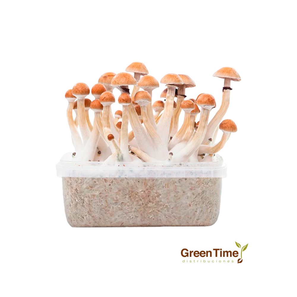 Pan de Setas Thai Pink Buffalo