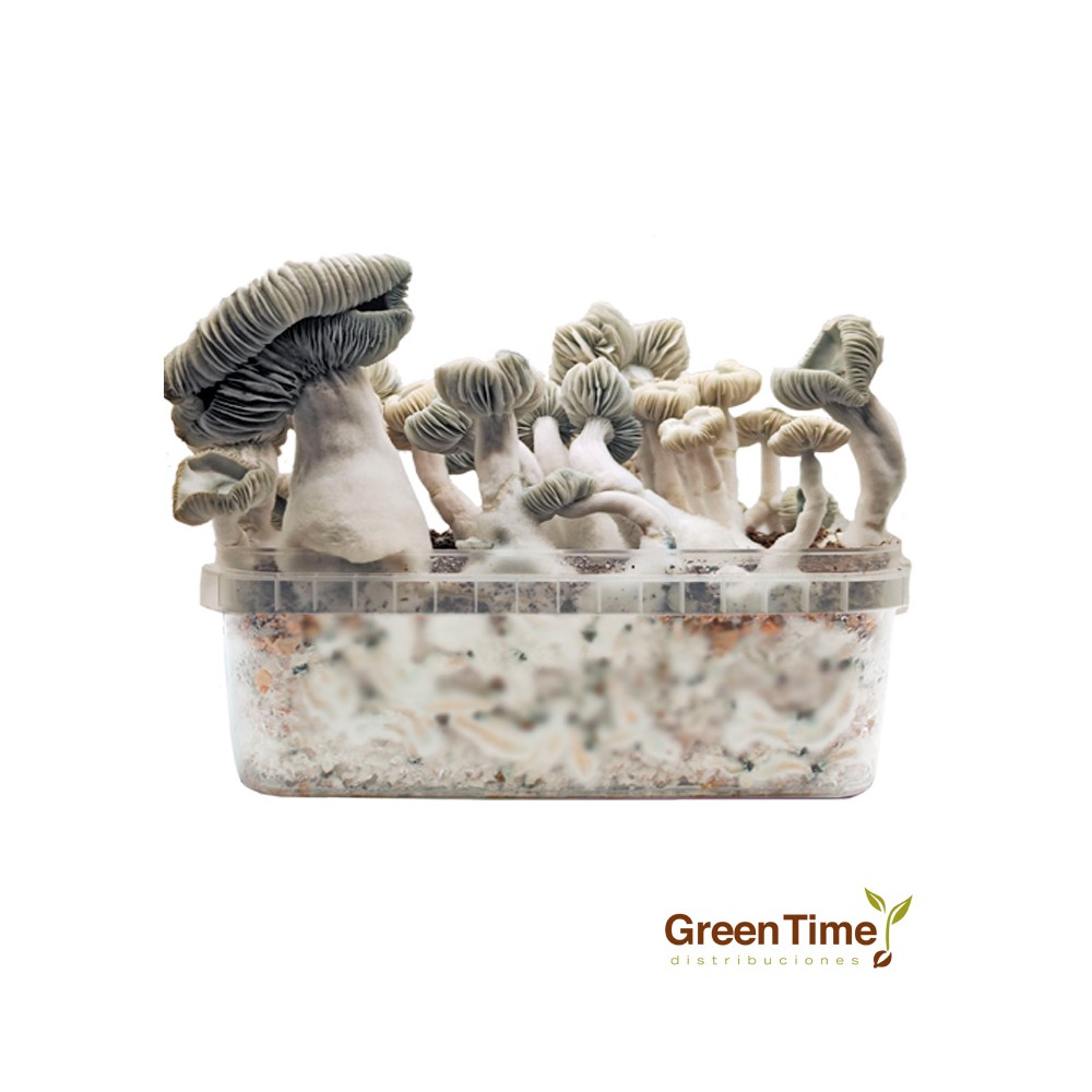 Pan de Setas Jack Frost