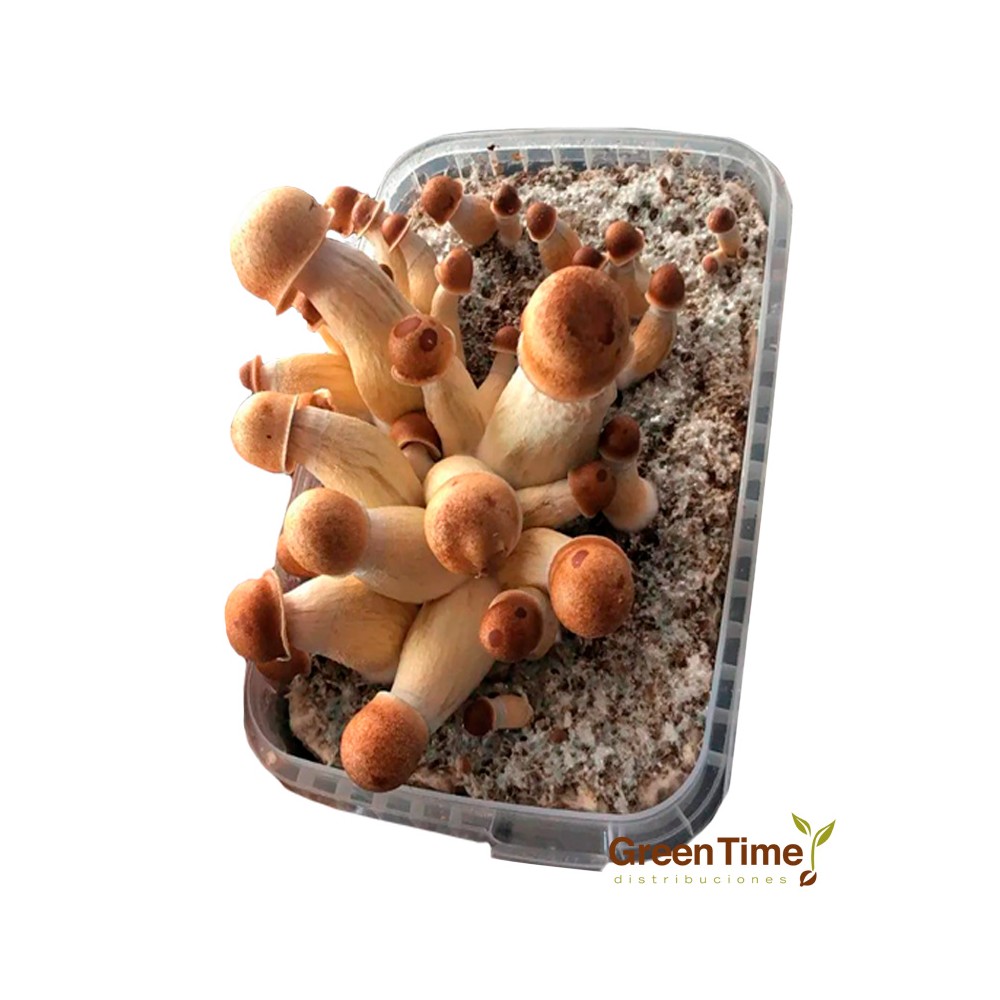 Pan de Setas Penis Envy