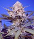 Pineapple Slush XL Auto