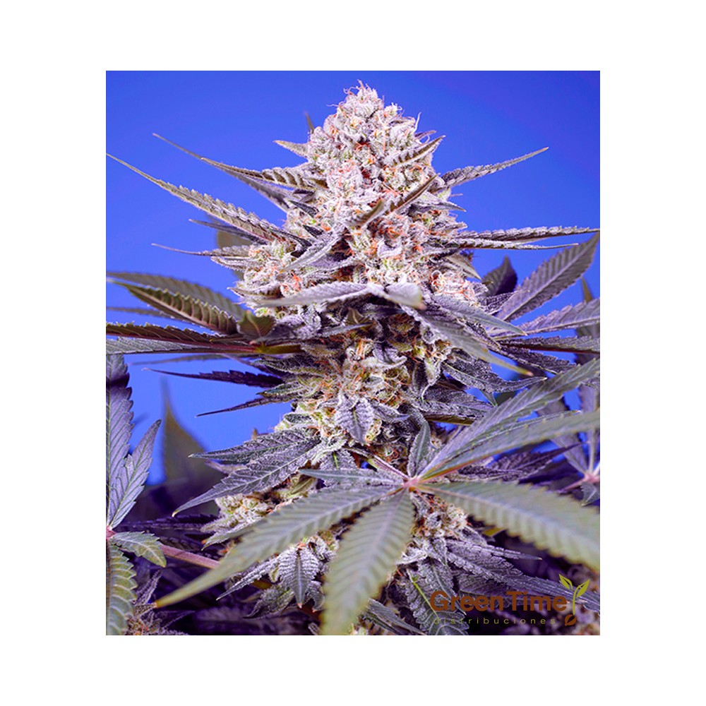 Pineapple Slush XL Auto
