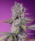 Papaya Zoap F1 Fast Version