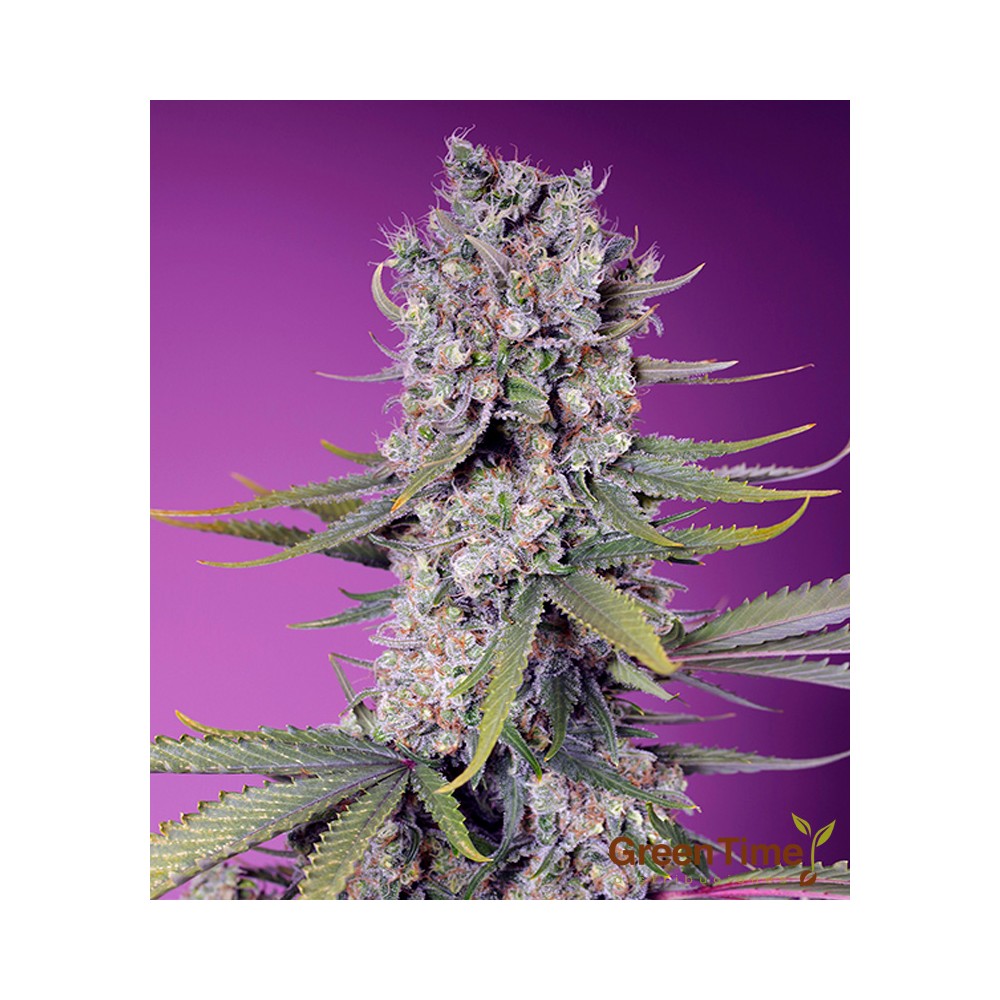 Papaya Zoap F1 Fast Version