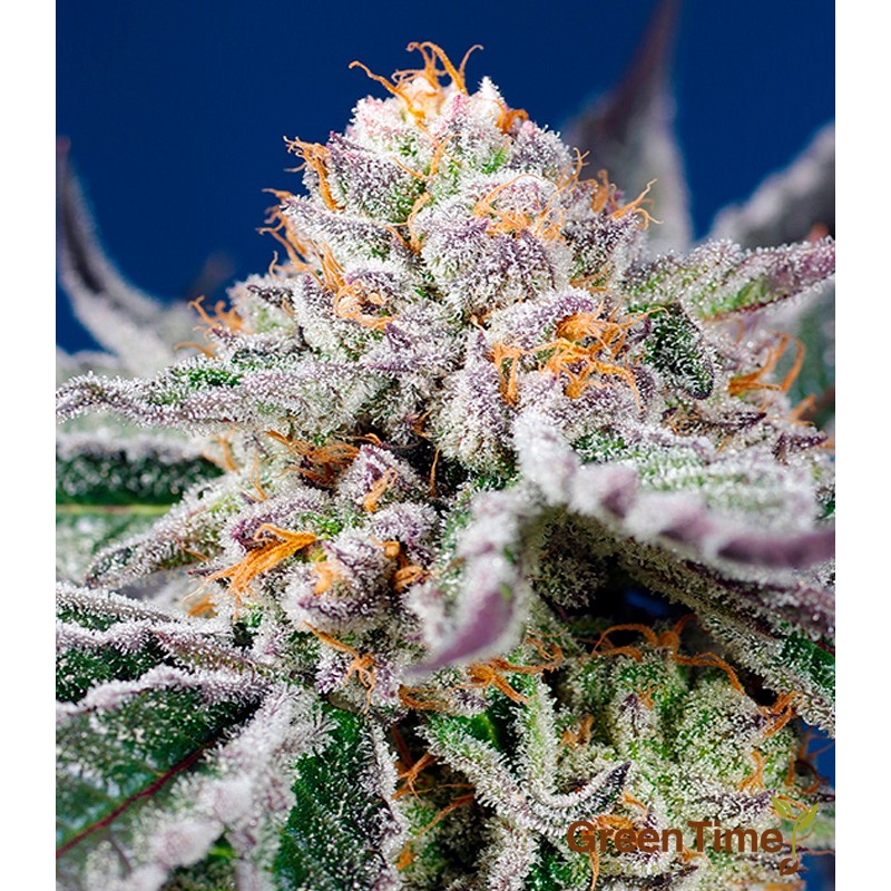 Orange Apricot Glue XL Auto