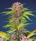 Mimosa Bruce Banner XL Auto