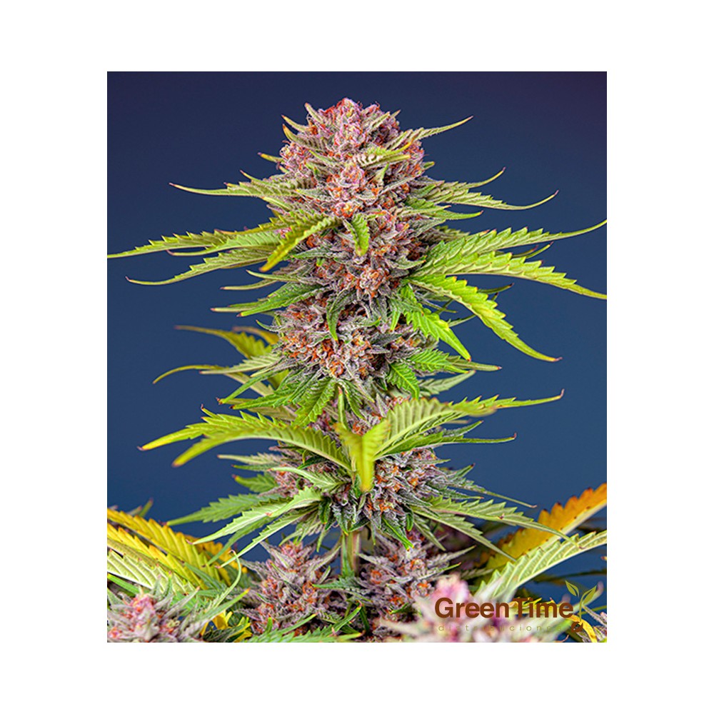 Mimosa Bruce Banner XL Auto