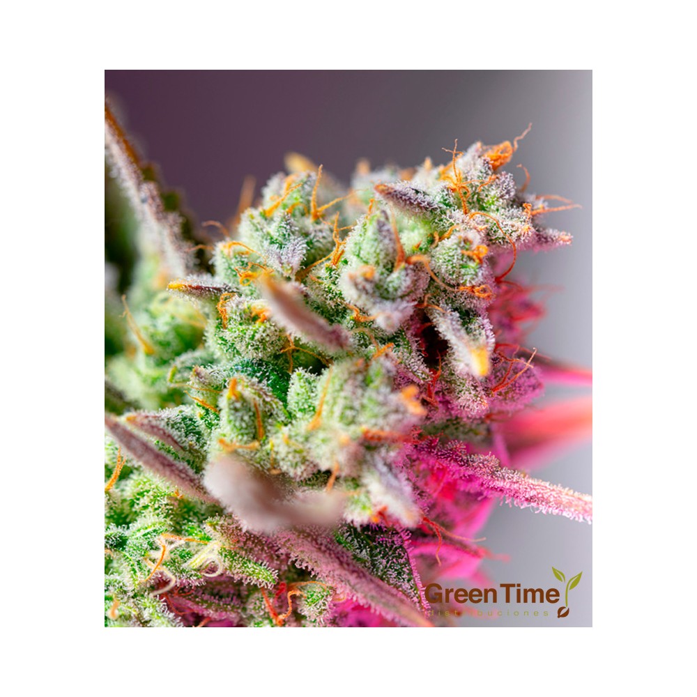 Sweet Mimosa XL Auto