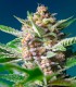 Purple Punch OG Feminizada