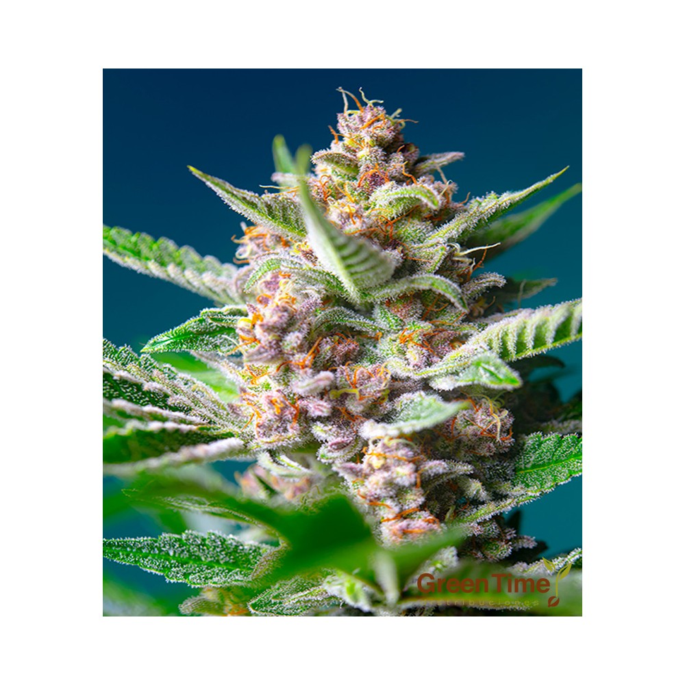 Purple Punch OG Feminizada