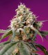 Bruce Banner Auto