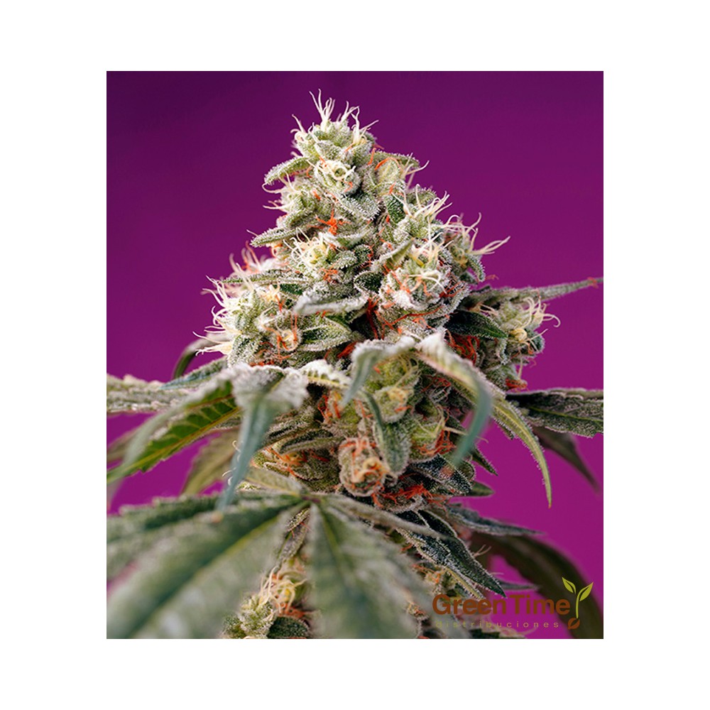 Bruce Banner Auto