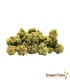 Small Buds Gorilla Glue CBD Green House